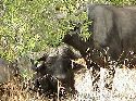 cliquez ici pour voir l'image (015mkhaya.jpg)
