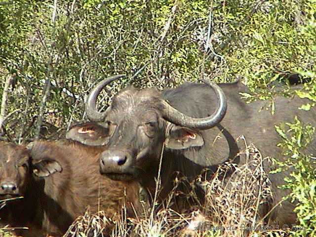 017mkhaya
