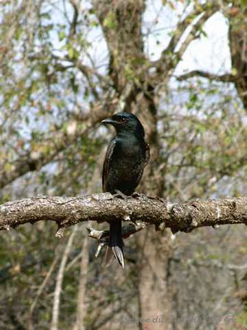 018mkhaya