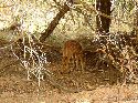 cliquez ici pour voir l'image (022mkhaya.jpg)