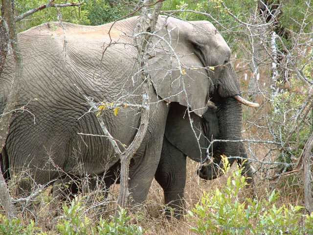 026mkhaya