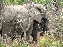cliquez ici pour voir l'image (026mkhaya.jpg)