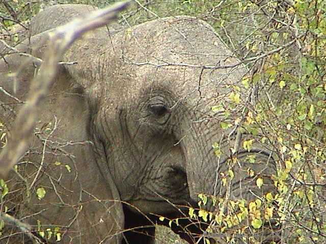 028mkhaya