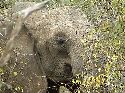 cliquez ici pour voir l'image (028mkhaya.jpg)