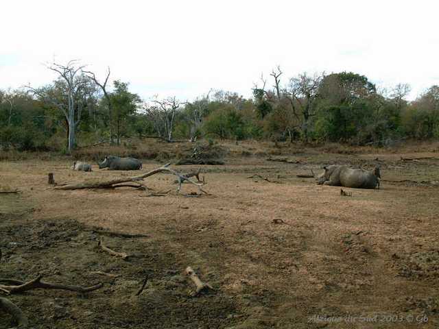 029mkhaya