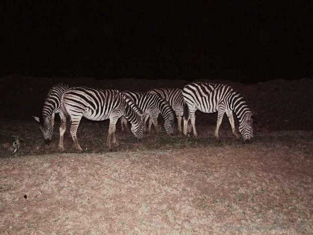 001zulunyala