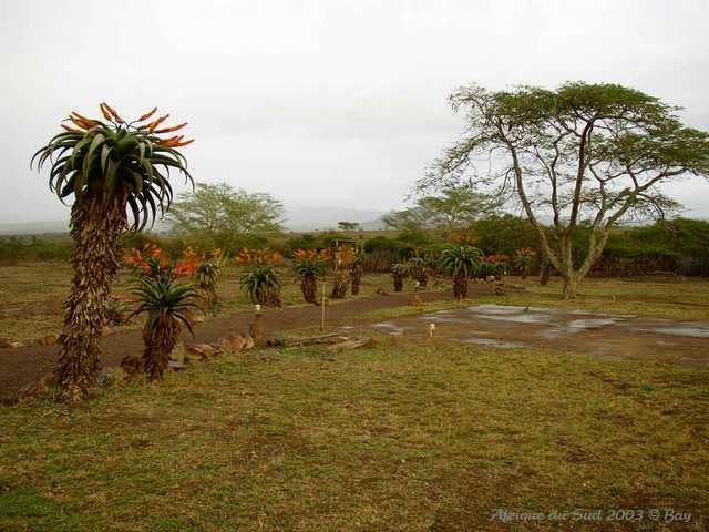 005zulunyala