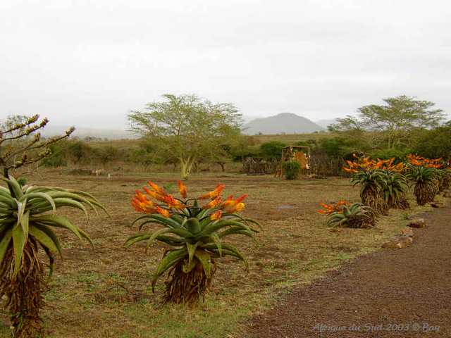 006zulunyala