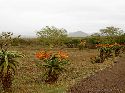cliquez ici pour voir l'image (006zulunyala.jpg)