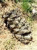 Cliquez ici pour voir l'image (pict1838.jpg)