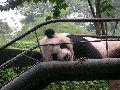 Cliquez ici pour voir l'image (pict2825.jpg)