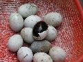 Cliquez ici pour voir l'image (pict2351.jpg)