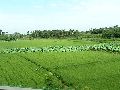 Cliquez ici pour voir l'image (pict2790.jpg)