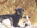 Cliquez ici pour voir l'image (12_pict0536.jpg)