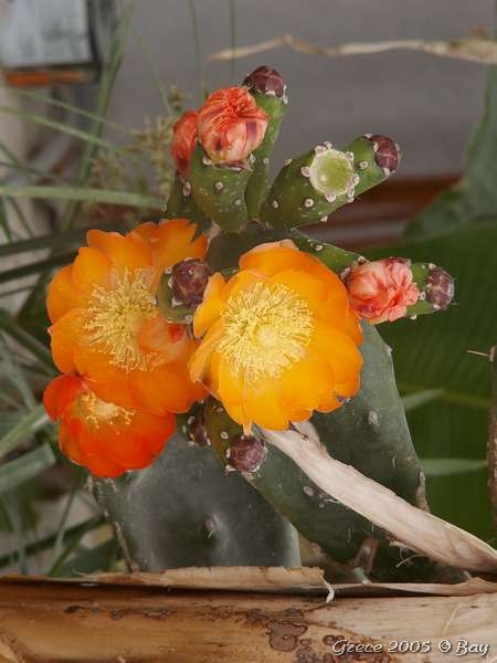 05_paleros