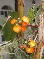 Cliquez ici pour voir l'image (06_paleros.jpg)