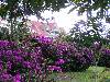 cliquez ici pour voir l'image (pict0012.JPG)