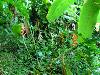 cliquez ici pour voir l'image (pict0037.JPG)