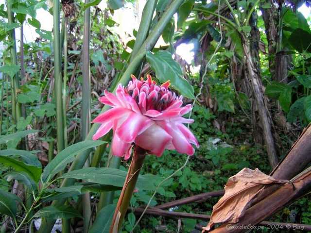 pict0038