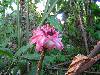 cliquez ici pour voir l'image (pict0038.JPG)