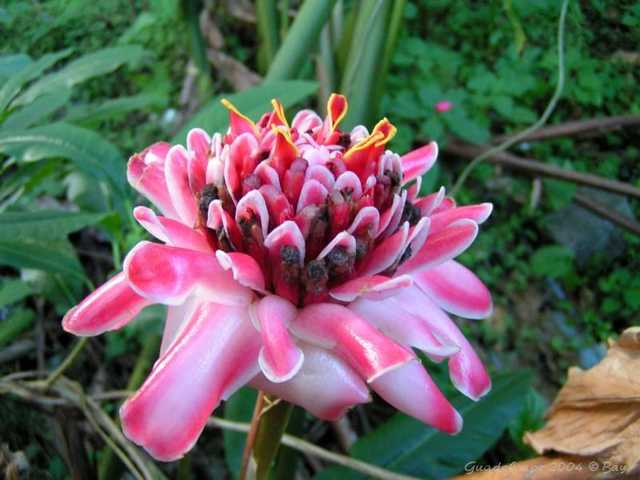 pict0039