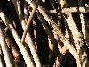cliquez ici pour voir l'image (pict0075.jpg)