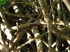 cliquez ici pour voir l'image (pict0076.jpg)