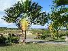 cliquez ici pour voir l'image (pict0138.jpg)