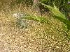 cliquez ici pour voir l'image (pict0161.jpg)