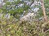 cliquez ici pour voir l'image (pict0162.jpg)