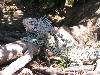 cliquez ici pour voir l'image (pict0164.jpg)