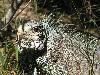 cliquez ici pour voir l'image (pict0167.jpg)