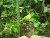 cliquez ici pour voir l'image (pict0205.jpg)