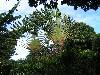 cliquez ici pour voir l'image (pict0206.jpg)