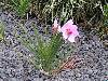 cliquez ici pour voir l'image (pict0210.jpg)