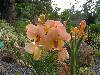 cliquez ici pour voir l'image (pict0211.jpg)