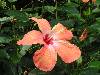 cliquez ici pour voir l'image (pict0213.jpg)