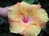 cliquez ici pour voir l'image (pict0215.jpg)