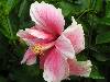 cliquez ici pour voir l'image (pict0216.jpg)