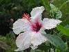 cliquez ici pour voir l'image (pict0217.jpg)
