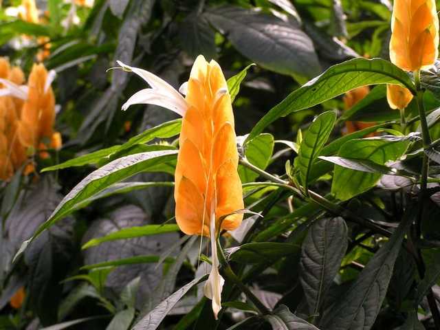 pict0219