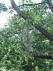 cliquez ici pour voir l'image (pict0229.jpg)