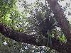 cliquez ici pour voir l'image (pict0232.jpg)