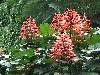 cliquez ici pour voir l'image (pict0233.jpg)