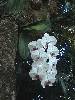 cliquez ici pour voir l'image (pict0235.jpg)