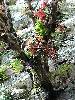 cliquez ici pour voir l'image (pict0236.jpg)