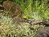 cliquez ici pour voir l'image (pict0239.jpg)
