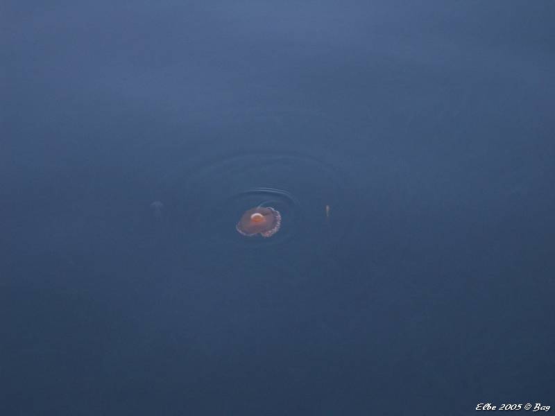 59_photo