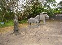cliquez ici pour voir l'image (41.jpg)