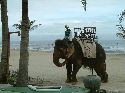 cliquez ici pour voir l'image (56.jpg)